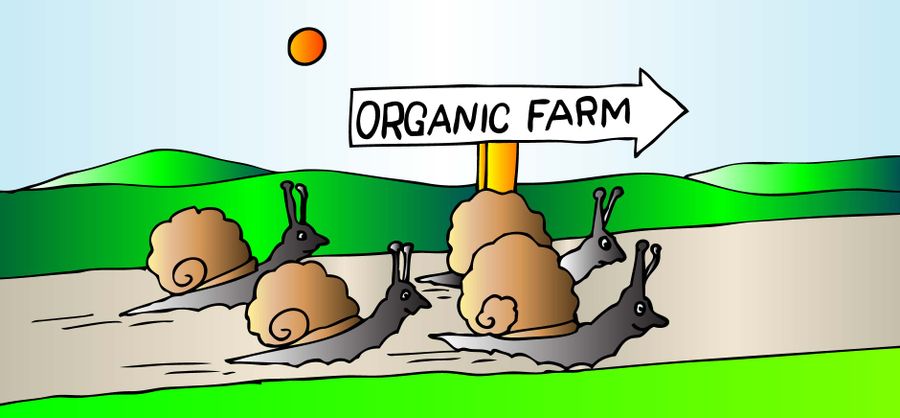 Organic farm