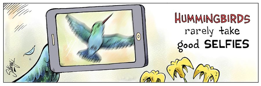 Hummingbirds rarely take good selfies.