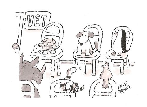 Vet's Waiting Room