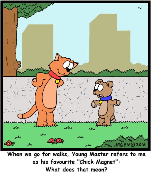 "When we go for walks, Young Master refers to me as his favourite "Chick Magnet": What does that mean?"