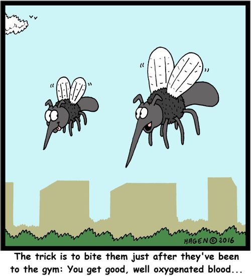 "The trick is to bite them just after they've been to the gym: You get good, well oxygenated blood..."
