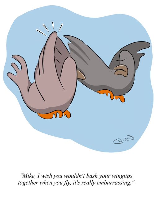 "Mike, I wish you wouldn't bash your wingtips together when you fly, it's really embarrassing."