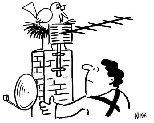 Repair Man Facing an Angry Bird