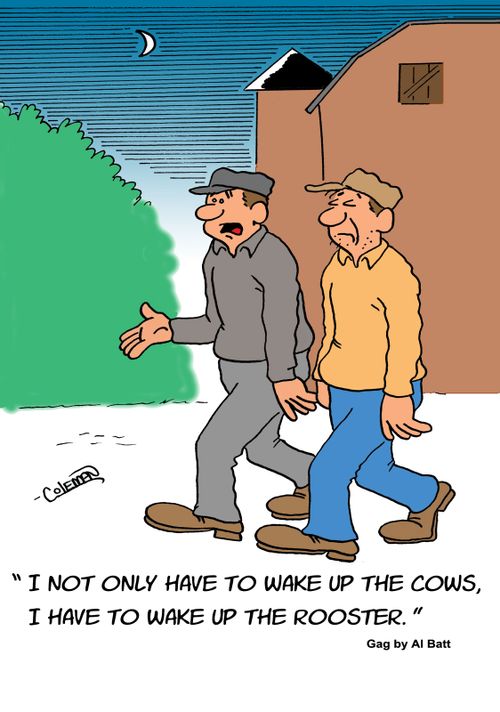 "I not only have to wake up the cows, I have to wake up the rooster."