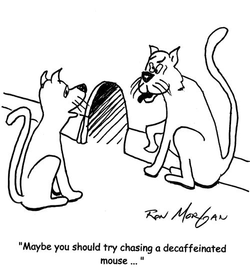 "Maybe you should try chasing a decaffeinated mouse ... "