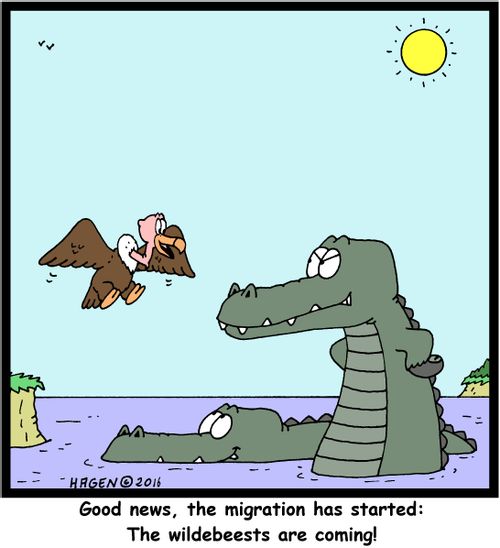 "Good news, the migration has started: The wildebeests are coming!"