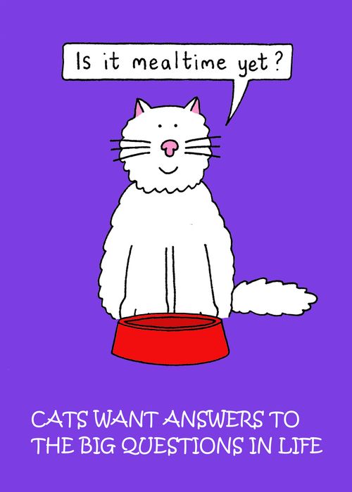 Cats want answer to the big questions in life.