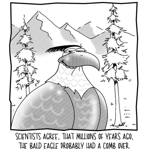Scientists agree, that millions of years ago, the bald eagle probably had a comb over.