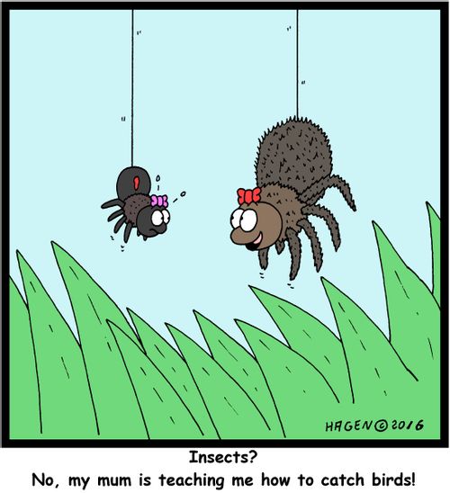 "Insects? No, my mum is teaching me how to catch birds!"