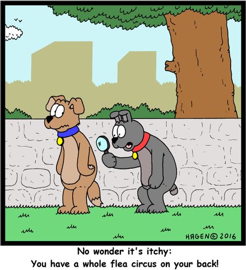 "No wonder it's itchy: You have a whole flea circus on your back!"