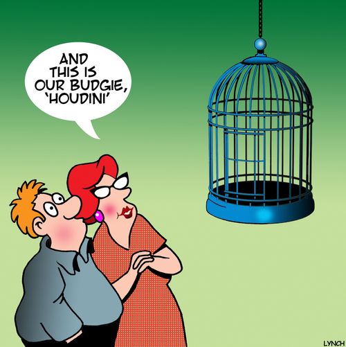 "And this is our budgie, 'Houdini'."