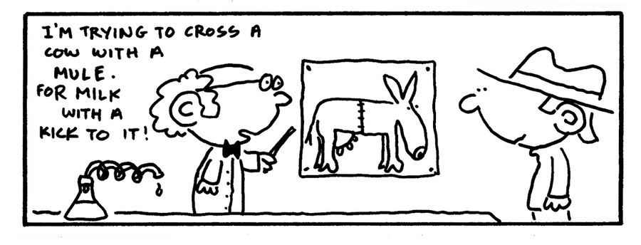 "I'm trying to cross a cow with a mule. For milk with a kick to it."