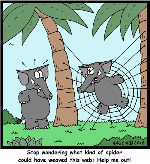 "Stop wondering what kind of spider could have weaved this web: Help me out!"