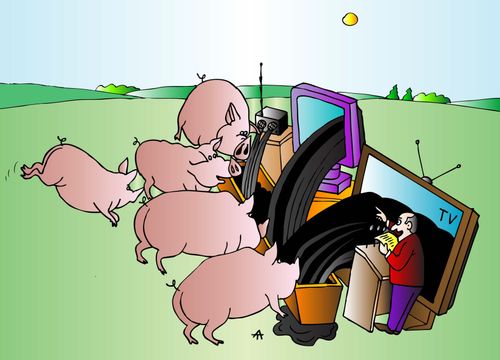 Pigs eat at the troughs filled with waste by television