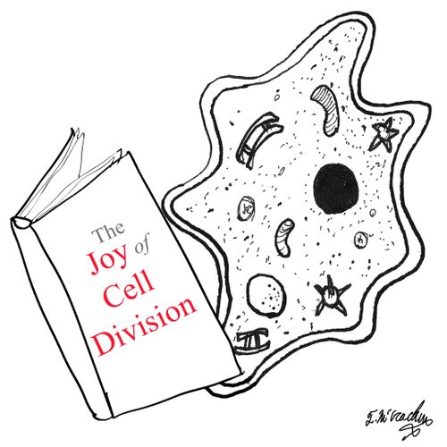 The Joy of Cell Division