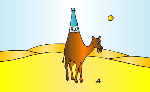 Camel