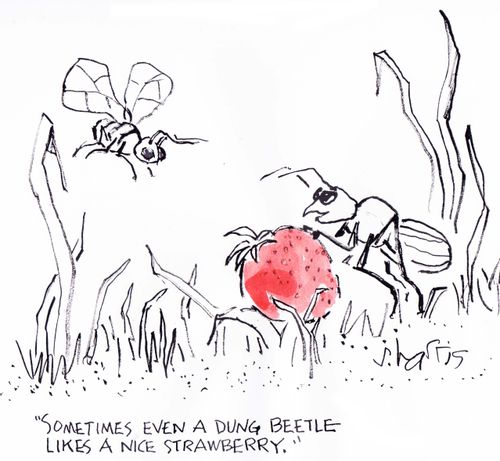 "Sometimes even dung beetle likes a nice strawberry"