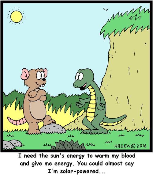"I need the sun's energy to warm my blood and give me energy. You could almost say I'm solar-powered..."