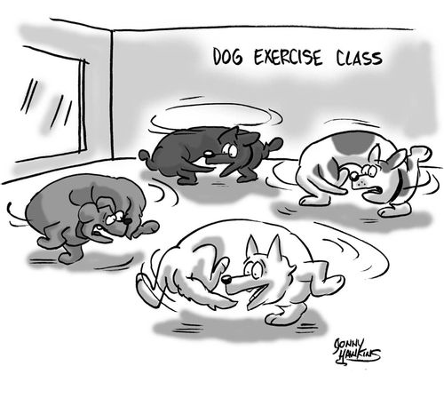 Dog Exercise Class
