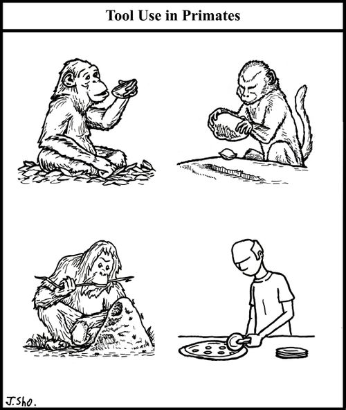 Tool Use in Primates