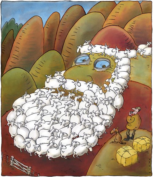 Santa Face in Sheep