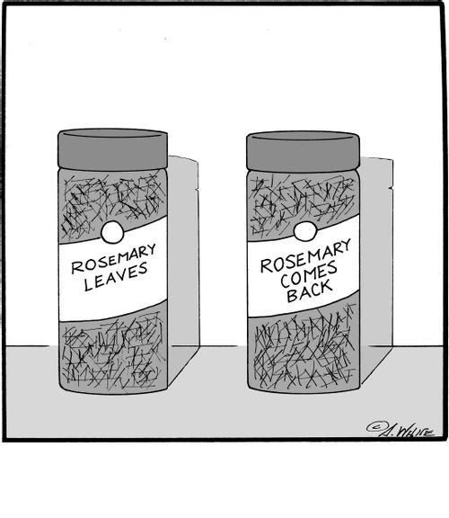 Rosemary Leaves. Rosemary Comes Back.
