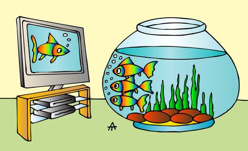 Goldfish stare at a fish on a TV screen.