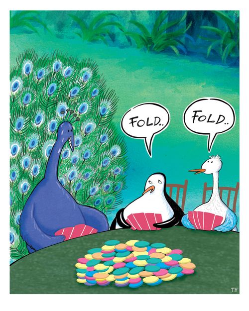 The Peacock Is Not Renowned For His Bluffing Abilities