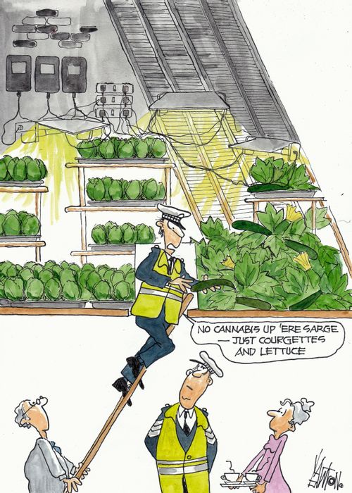 "No cannabis up 'ere Sarge - just courgettes and lettuce."