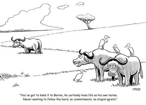 "You've got to hand it to Bernie, he certainly lives life on his own terms,  Never wanting to follow the herd, no commitments, no stupid egrets."