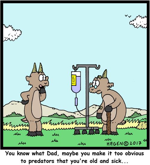 "You know what Dad, maybe you make it too obvious to predators that you're old and sick..."
