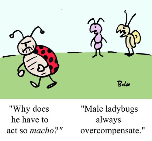 "Male ladybugs always overcompensate."