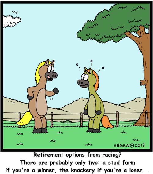 "Retirement options from racing? There are probably only two: a stud farm if you're the winner, the knackery if you're a loser..."