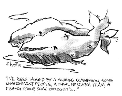 "Ive been tagged by a whaling commission, some environment people, a naval research team, a fishing group, some zoologists..."