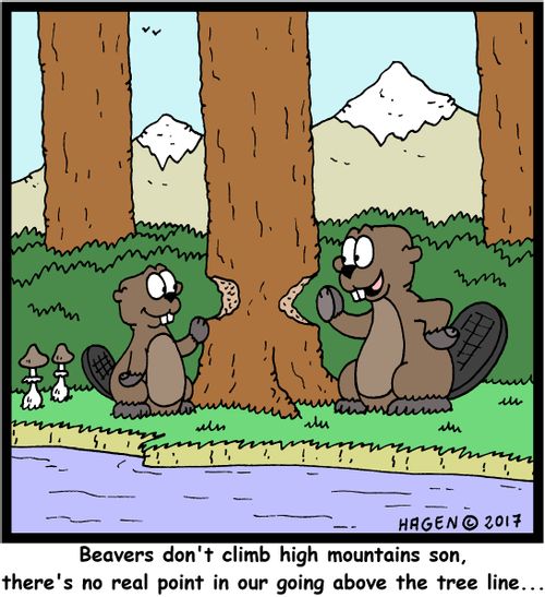 "Beavers don't climb high mountains son, there's no real point in our going above the tree line..."