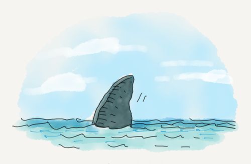 A shark fin at sea.