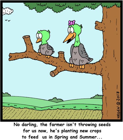 "No darling, the farmer isn't throwing seeds for us now, he's planting new crops to feed us in Spring and Summer..."