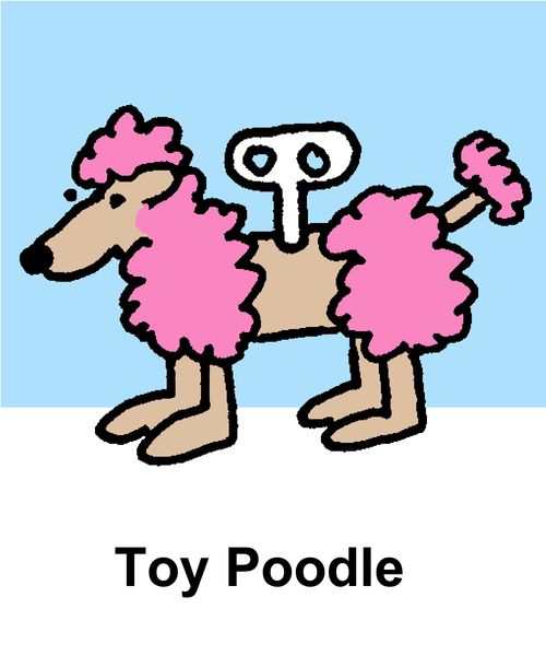 Toy Poodle.