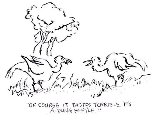 "Of course it tastes terrible. It's a dung beetle."