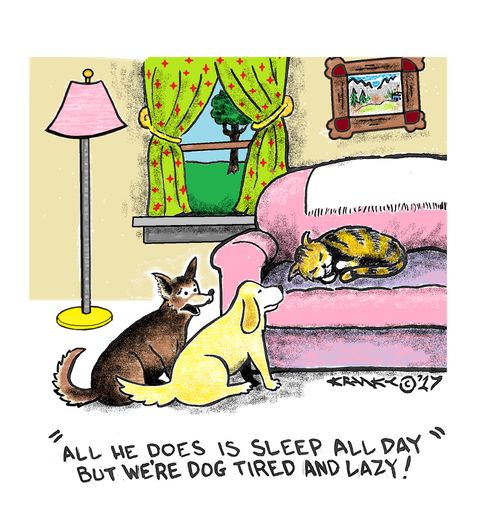 'All he does is sleep all day but we're dog tired and lazy!'