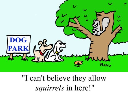 DOG PARK - 'I can't believe they allow squirrels in here!'