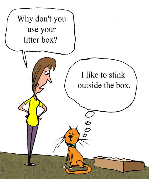 "Why don't you use your litter box?"