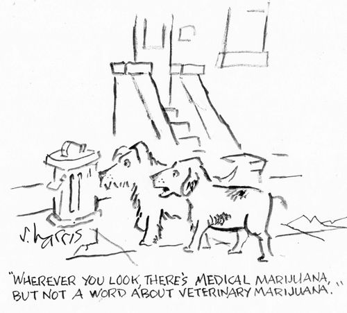 "Wherever you look, there's medical marijuana, but not a word about veterinary  marijuana."