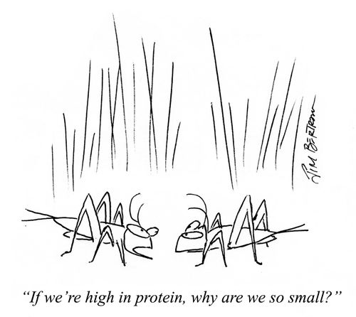 "If we're high in protein, why are we so small?"