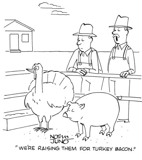 "We're raising them for turkey bacon."