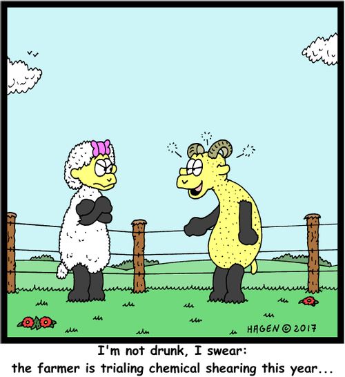 "I'm not drunk, I swear: the farmer is trialing chemical shearing this year..."
