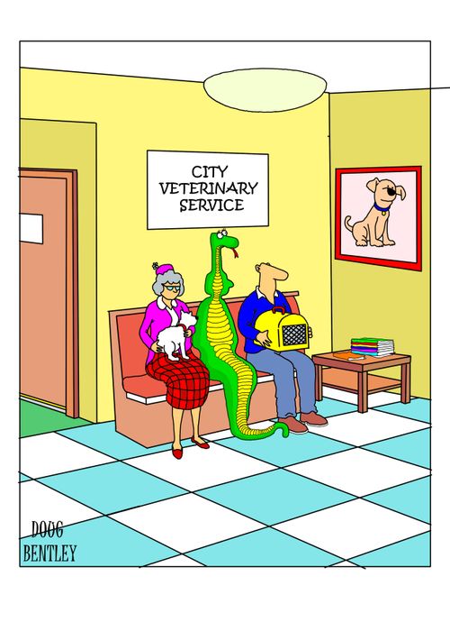 Python waiting in Veterinary surgery
