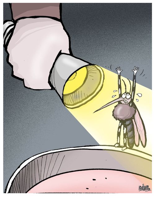 Fighting the Yellow Fever Mosquito