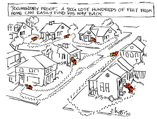 Documentary Proof: A dog lost hundreds of feet from home can easily find his way back.