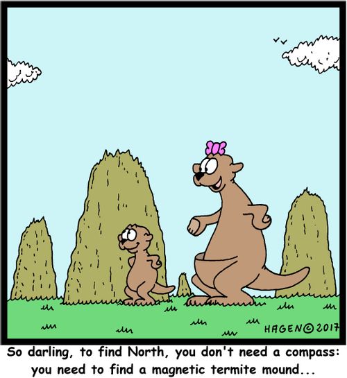 "So darling, to find North, you don't need a compass: you need to find a magnetic termite mound..."
